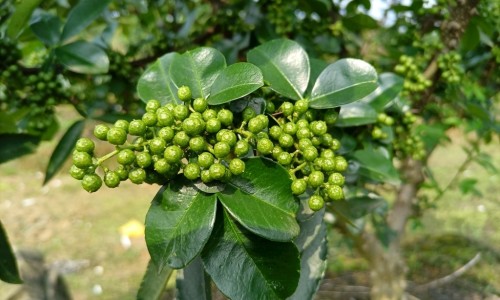 芝麻油和白醋洗脸的功效-芝麻油擦脸有什么功效专区_芝麻油洗脸的功效与作用专区_芝麻油滴鼻子的功效网